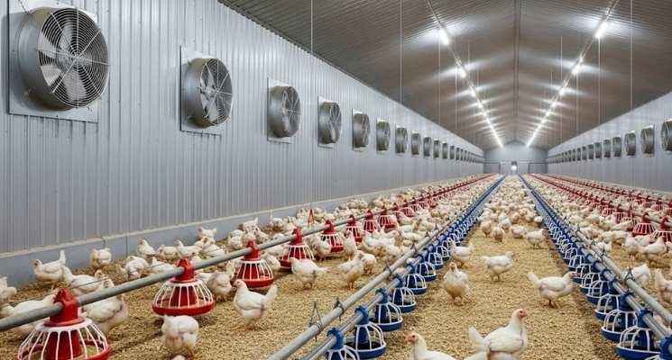 Genset untuk Kandang Close House