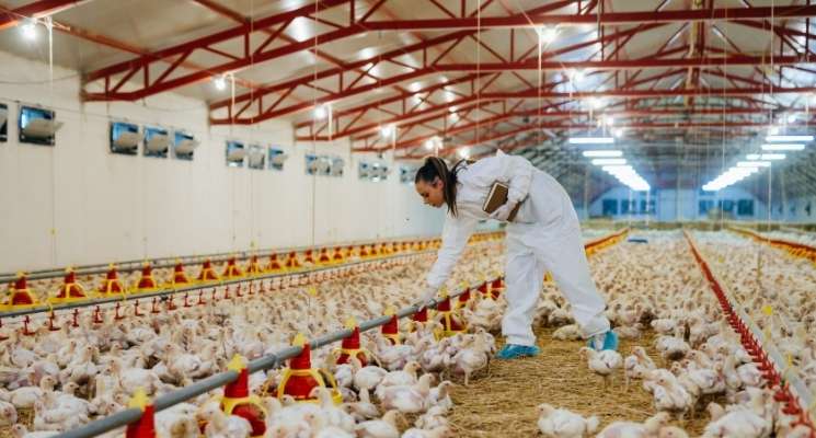 genset untuk kandang ayam